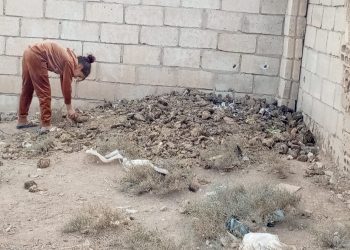 استخدام روث الحيوانات بديلا عن وقود التدفئة في الشتاء