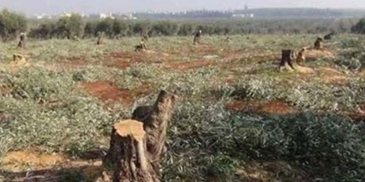 أين الحكومة الانتقالية من جرائم المحتل التركي ومرتزقته الممنهجة في عفرين..؟!