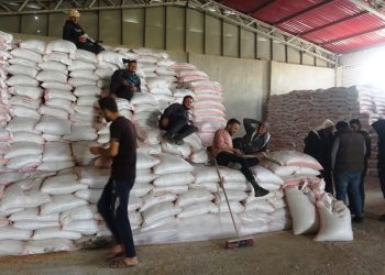 آلية توزيع بذار القمح في عين عيسى… دعم زراعي محدود أمام تحديات كبيرة