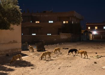 الكلاب الشاردة في الشدادي.. خطر يتجول في الشوارع ومطالبات بإيجاد حلول