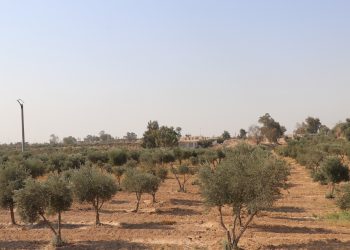 انطلاق موسم قطاف الزيتون وسط توقعات بإنتاج ضعيف نسبياً
