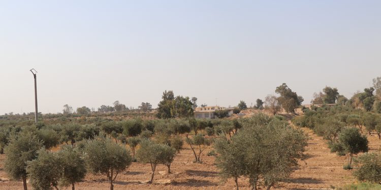 انطلاق موسم قطاف الزيتون وسط توقعات بإنتاج ضعيف نسبياً