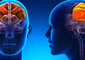 أدمغة الرجال تعمل بشكلٍ مختلف عن النساء.. دراسة تكشف جديداً