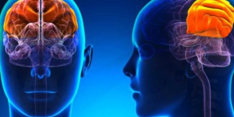 أدمغة الرجال تعمل بشكلٍ مختلف عن النساء.. دراسة تكشف جديداً
