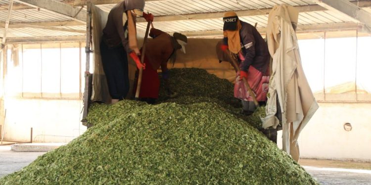 استمرار توزيع مادة السيلاج المدعومة على المربين في مقاطعة الجزيرة