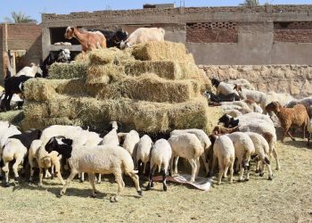 مشروع تسمين الخراف.. استثمار واعد يعزز الأمن الغذائي والعائد الاقتصادي
