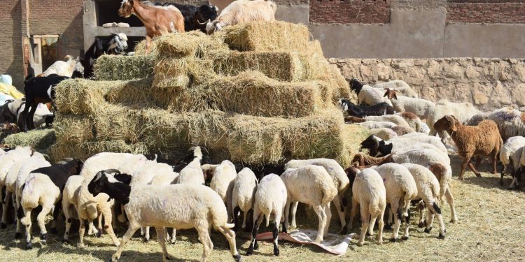 مشروع تسمين الخراف.. استثمار واعد يعزز الأمن الغذائي والعائد الاقتصادي