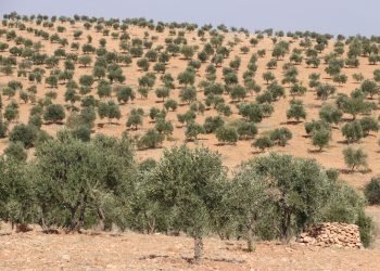 بدء موسم الزيتون في كوباني وسط تراجع كبير في الإنتاج