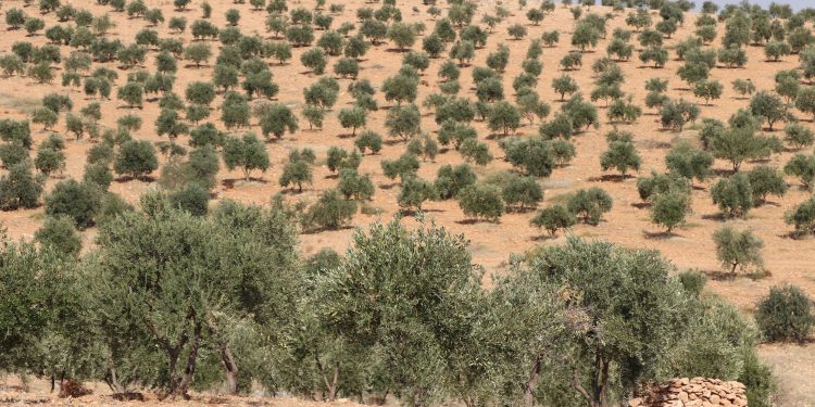 بدء موسم الزيتون في كوباني وسط تراجع كبير في الإنتاج