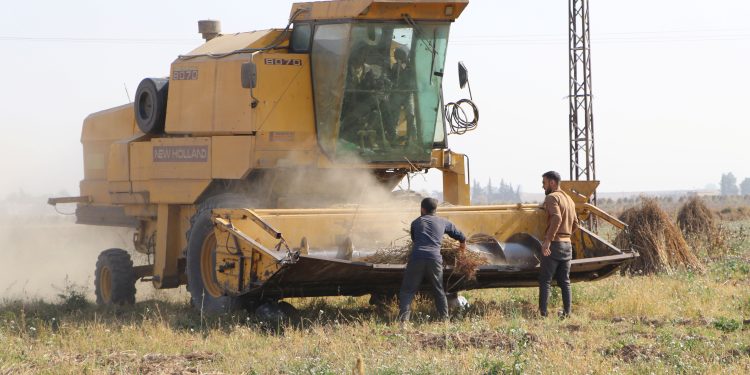 السمسم في موسم حصاده بكوباني.. محصول تراثي يواجه تحديات الطبيعة وقلة الأمطار