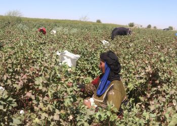 الأغنية النسائية في الجزيرة السورية.. الذاكرة الحيّة بين الحصاد والعزاء