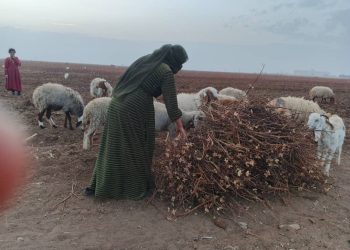 جمع حطب القطن.. عادة مجتمعية في ريف مدينة تل حميس