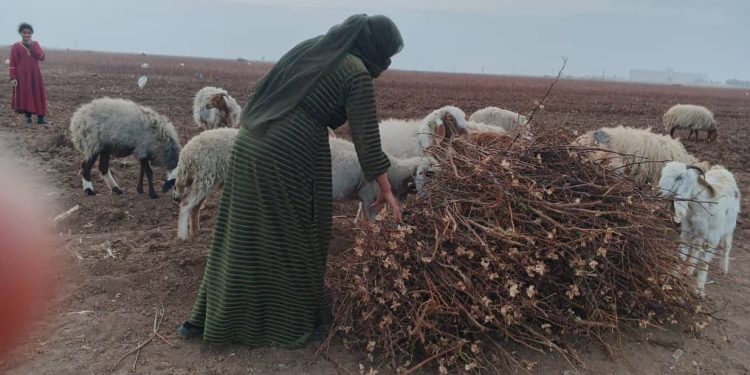 جمع حطب القطن.. عادة مجتمعية في ريف مدينة تل حميس