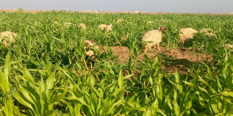 الذرة محصول حيوي يدعم الاقتصاد المحلي ويوفر فوائد غذائية متعددة
