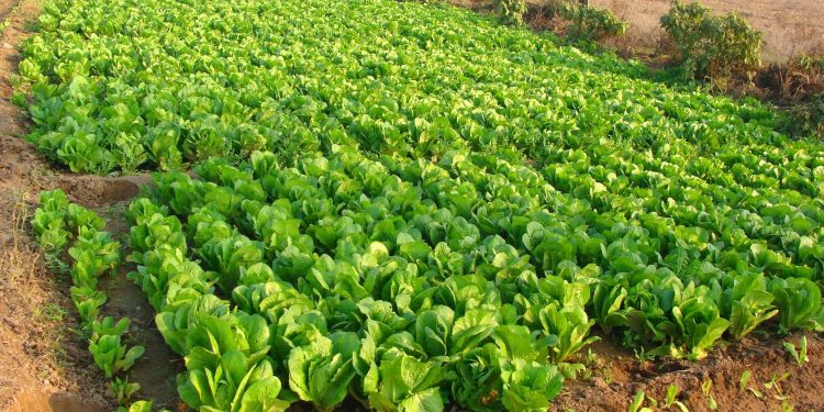 الخضار الشتوية بين الفوائد الطبيّة والعائد الزراعي… رؤية خاصة إلى سوريا