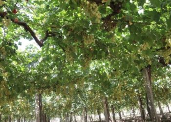 أفضل طرق ومواعيد تطعيم العنب لزيادة الإنتاج وتحسين الجودة