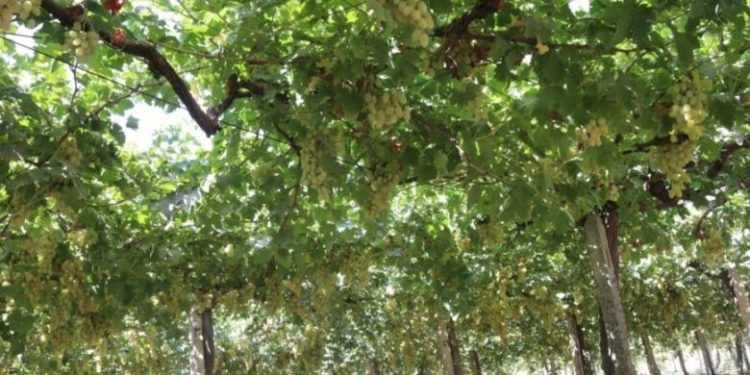 أفضل طرق ومواعيد تطعيم العنب لزيادة الإنتاج وتحسين الجودة
