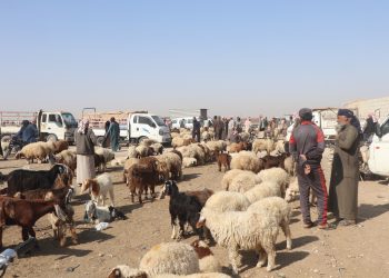 الجفاف ينهش المراعي… ومربو المواشي في الجنوب بين نار الأعلاف وعطش الأرض