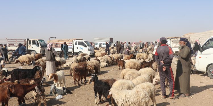 الجفاف ينهش المراعي… ومربو المواشي في الجنوب بين نار الأعلاف وعطش الأرض