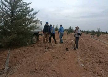 اكتمال حملة تشجير محميات الجزيرة بزراعة ألف شجرة صنوبر