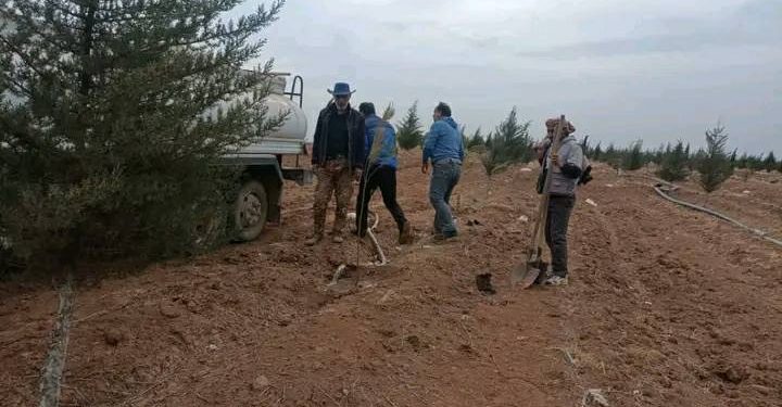 اكتمال حملة تشجير محميات الجزيرة بزراعة ألف شجرة صنوبر