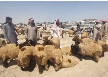 الثروة الحيوانية في عين عيسى بين غلاء الأعلاف ونُدرة المراعي… قطاع مهدد وينتظر الدعم