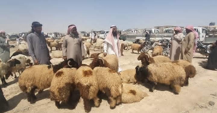 الثروة الحيوانية في عين عيسى بين غلاء الأعلاف ونُدرة المراعي… قطاع مهدد وينتظر الدعم