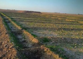 الأمطار أنعشت الحياة في شمال وشرق سوريا