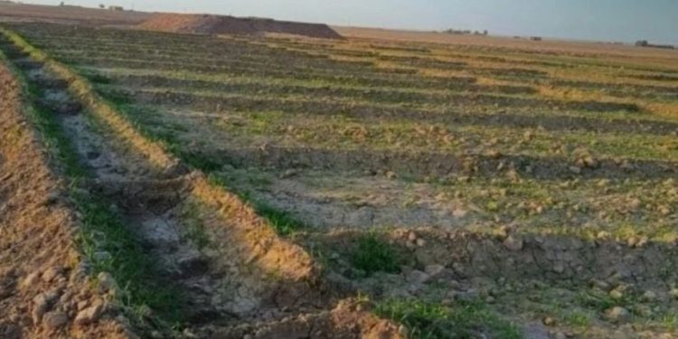 الأمطار أنعشت الحياة في شمال وشرق سوريا