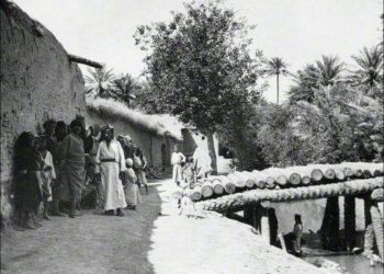 كشجرةٍ جديدةٍ موغلةٍ في القدم