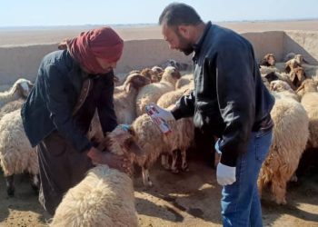 الإحصاء الحيواني في مقاطعة الجزيرة يهدف لتعزيز التخطيط والدعم المستقبلي