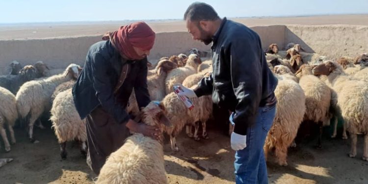الإحصاء الحيواني في مقاطعة الجزيرة يهدف لتعزيز التخطيط والدعم المستقبلي