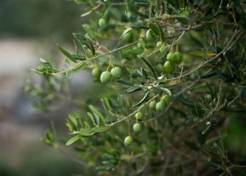 الزيتون ركيزة الاقتصاد الزراعي وسبل ضمان إنتاج وفير سنوياً