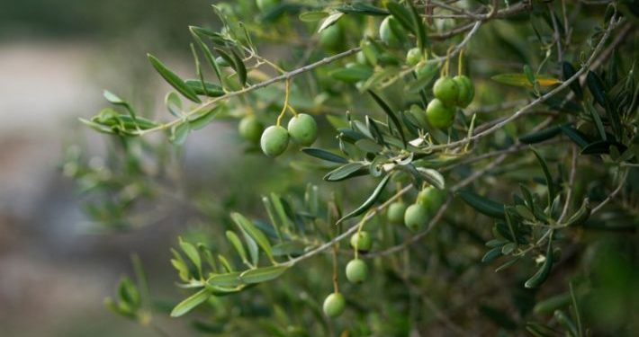 الزيتون ركيزة الاقتصاد الزراعي وسبل ضمان إنتاج وفير سنوياً