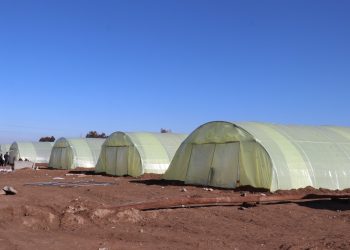 100 بيت بلاستيكي تعزّز الأمن الغذائي في ريف الحمام
