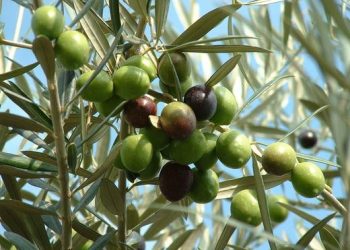 ظاهرة المعاومة وأسبابها في الزيتون  