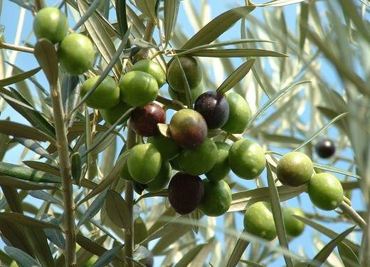 ظاهرة المعاومة وأسبابها في الزيتون  