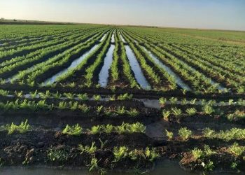 وفرة الأمطار تدعم التعافي الزراعي وتنشط اقتصاد مقاطعة الجزيرة