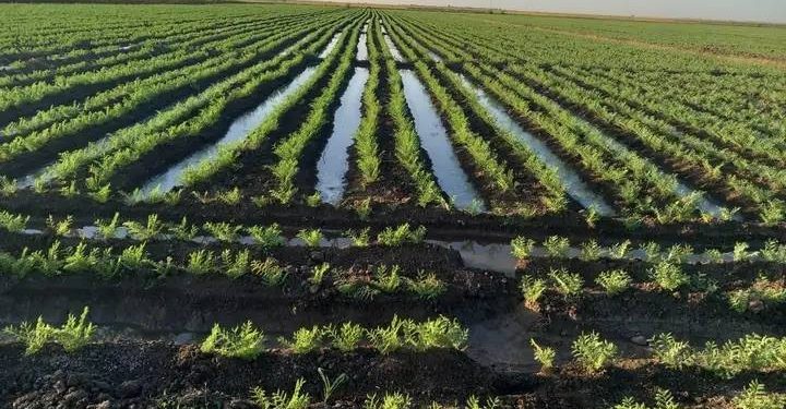 وفرة الأمطار تدعم التعافي الزراعي وتنشط اقتصاد مقاطعة الجزيرة