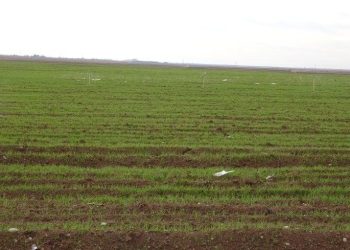 الهطولات المطرية تنعش الزراعة وتبشر بموسم وفير في مقاطعة الجزيرة