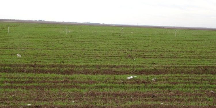 الهطولات المطرية تنعش الزراعة وتبشر بموسم وفير في مقاطعة الجزيرة