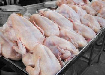 ارتفاع الطلب وتكاليف الأعلاف يرفعان أسعار الفروج في دمشق