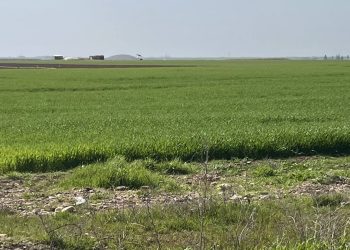 جولات ميدانية تكشف إصابات بآفة جعل الحبوب الشتوية في مقاطعة الجزيرة