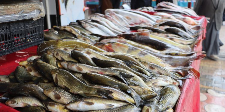 تجارة الأسماك في قامشلو بين الاستيراد والتقلبات السعرية وإقبال الأهالي