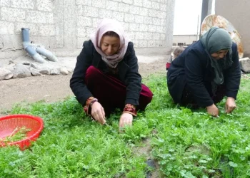 ربيع آليان.. انبعاث الحياة وأعشاب بريَّة تزيِّن الموائد  