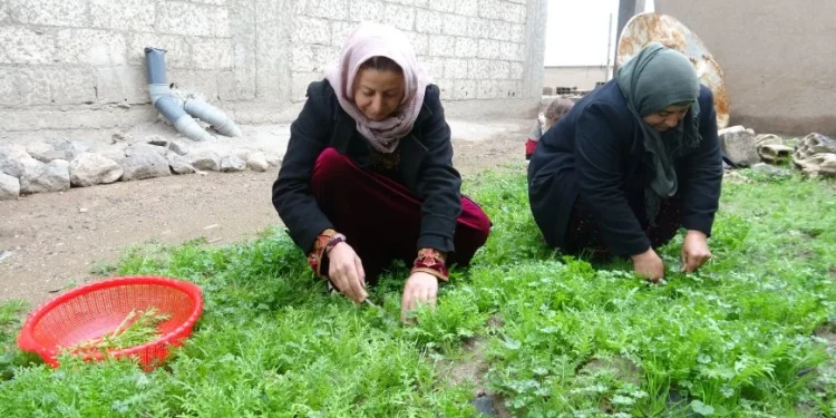 ربيع آليان.. انبعاث الحياة وأعشاب بريَّة تزيِّن الموائد  