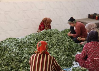 استمرارية العمل في مشاريع اقتصاد المرأة رغم التحديات