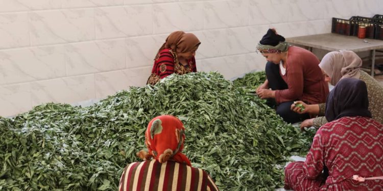 استمرارية العمل في مشاريع اقتصاد المرأة رغم التحديات