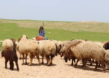 كادحة ريفية: الانتماء للأرض أسلوب حياة متجذر في الروح