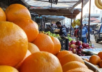 خسائر كبيرة في زراعة الحمضيات والموز باللاذقية
